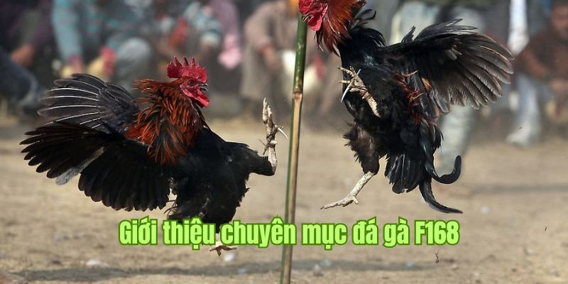 Trực Tiếp Đá Gà - Địa Điểm Cá Cược Nảy Lửa, Hấp Dẫn Tại F168 Trực tiếp đá gà là bộ môn giải trí được nhiều người lựa chọn tại F168